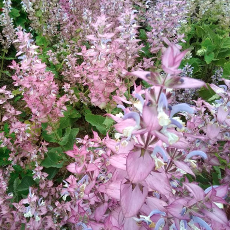 Szałwia muszkatołowa 1g