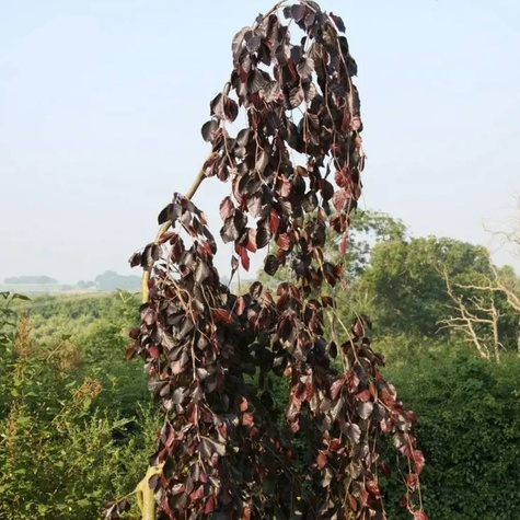 Buk pospolity Black Swan (obw. 4-6 cm)