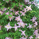 Powojnik Clematis botaniczny Markham's Pink (C2)
