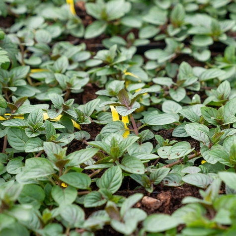 Mięta pieprzowa Czekoladowa Chocolate Mint (C2)