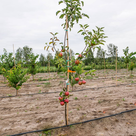 Jabłoń Munka Plant Pack