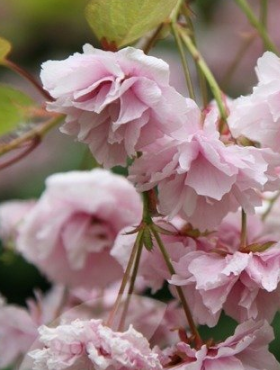 Wiśnia piłkowana Kiku Schidare Zakura pendula