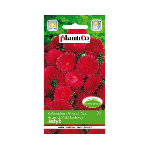 Aster chiński igiełkowy karłowy Jeżyk czerwony 1g