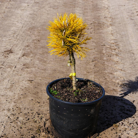 Sosna Winter Gold szczepiona NP