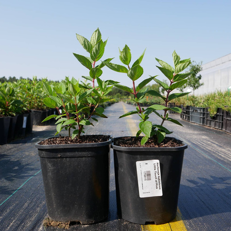 Hortensja bukietowa Little Touch of Pink (C2)