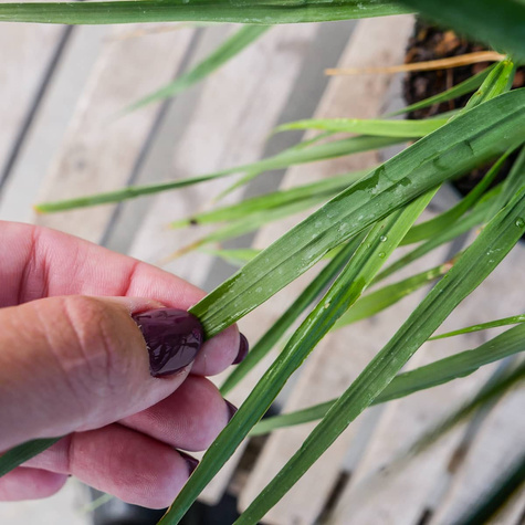 Trzęślica trzcinowata Transparent