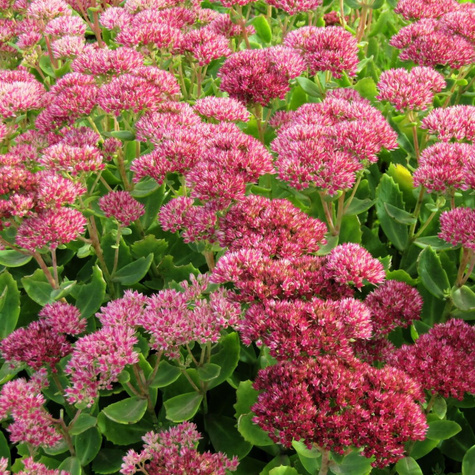 Rozchodnik okazały Carmen (C2)