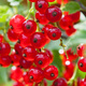 Porzeczka czerwona Rolan Plant Pack