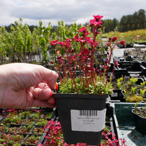 Skalnica Marto Hot Rose (C2)