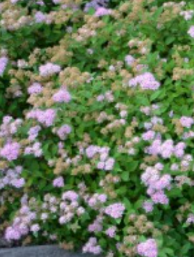 Tawuła średnia Blue Kazoo