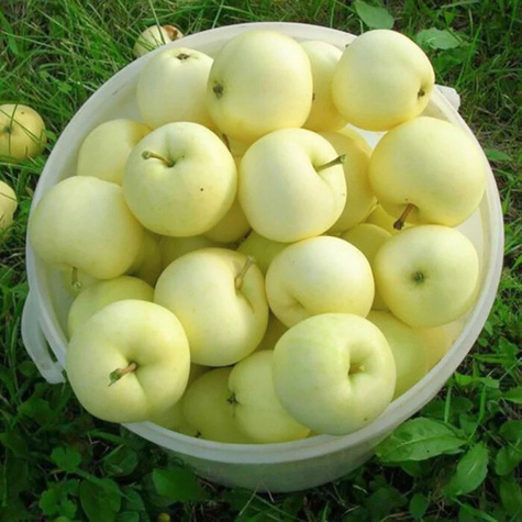 Jabłoń Oliwka Żółta (Papierówka) w doniczce (C2)