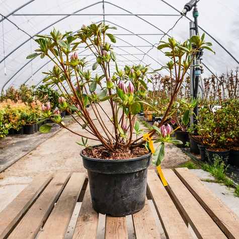 Azalia japońska Ledikanense