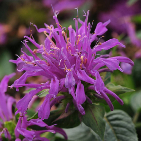 Pysznogłówka dwoista Balmy Lilac (C2)