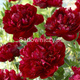 Piwonia chińska Peonia Buckeye Belle bordowa