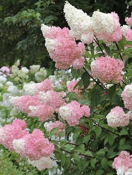 Hortensja bukietowa Strawberry Blossom (C2)