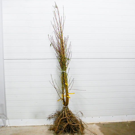 Brzoskwinia Redhaven Plant Pack