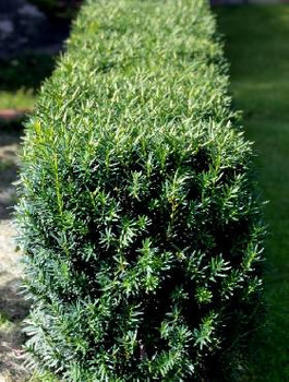 Cis pośredni Farmen