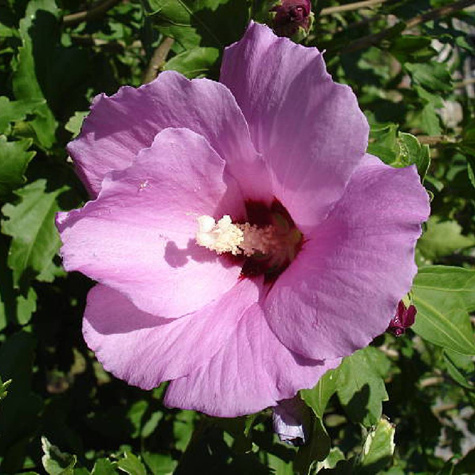 Ketmia syryjska Pink Flirt (P9)