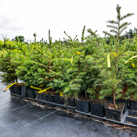 Świerk czerwony (P9)