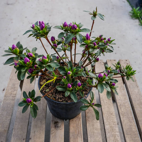 Azalia japońska 'Orlice'