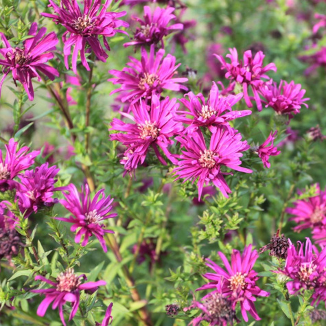 Aster nowobelgijski Winston Churchill bordowy (C2)