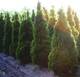 Thuja Tuja Żywotnik zachodni Holmstrup (C2)