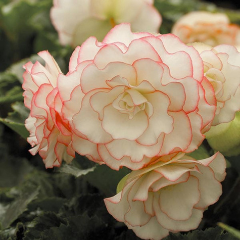 Begonia bulwiasta Picotte White