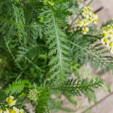 Krwawnik pospolity Desert Eve Yellow (C2)