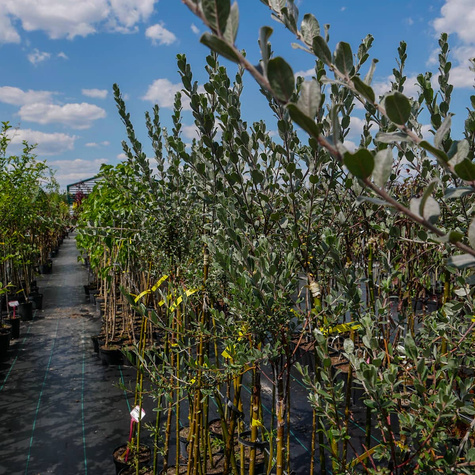 Wierzba argentea na pniu (C5)