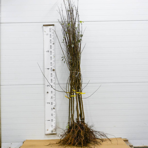 Śliwko-morela Śliwomorela Flawour Queen Plant Pack