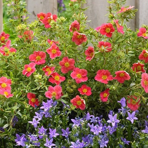 Pięciornik krzewiasty Danny Boy (C2)