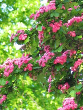 Głóg dwuszyjkowy Paul's Scarlet (obw.2/4cm)