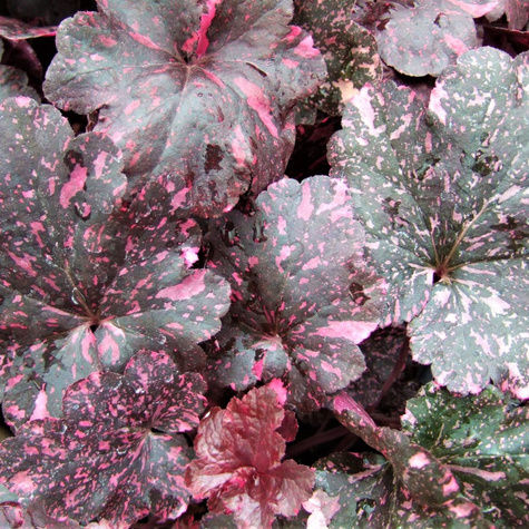 Żurawka ogrodowa Midnight Rose (C2)