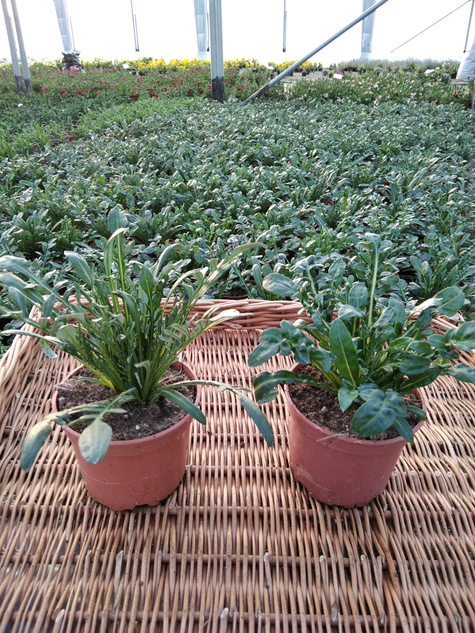 Gazania Kwiaty Otwarte w dzień Zamknięte noc "Śpiochy" Mix kolorów Słoneczny Kwiat SADZONKA