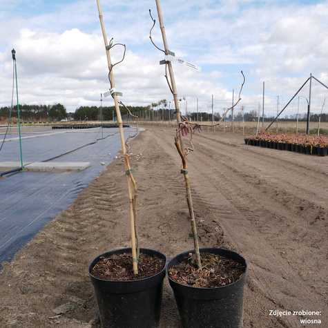 Orzech laskowy Leszczyna Red Baron ozdobny w doniczce C5