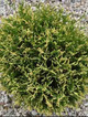 Thuja Tuja Żywotnik zachodni 'Picadilly'