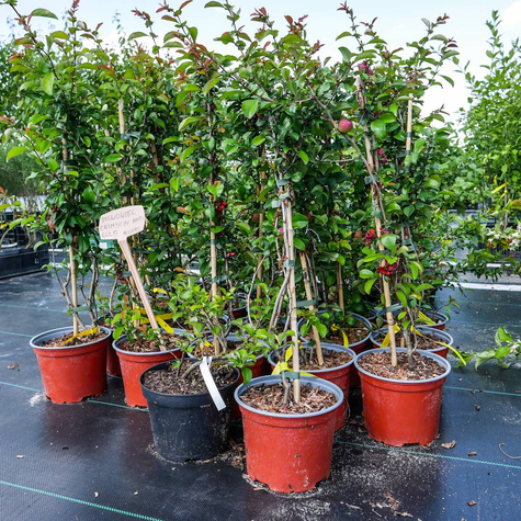 Pigwowiec pośredni Crimson and Gold Ozdobny na Nalewki (C1.7)