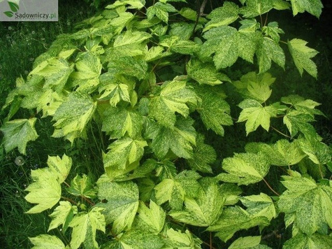 Klon jawor Leopoldii szczepiony na pniu (Pa 120/160, obw. 10/12, H-180/200)