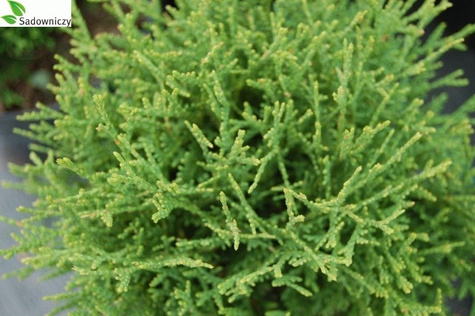 Thuja Tuja Żywotnik zachodni Little Dorrit kulka (C2)