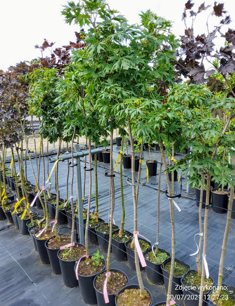 Klon pospolity Dissectum