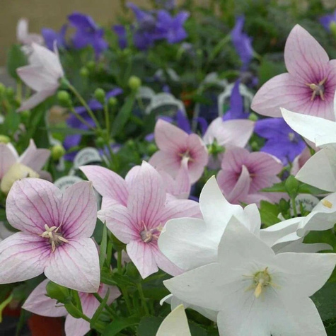 Rozwar wielkokwiatowy Astra Pink (C2)