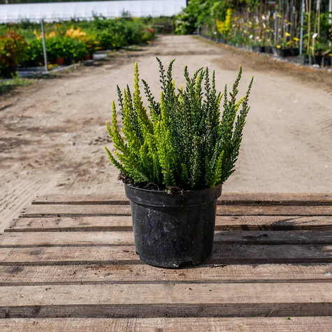 Zestaw 6 x Wrzos pospolity tricolor Trio Mix 3 kolorów sadzonki