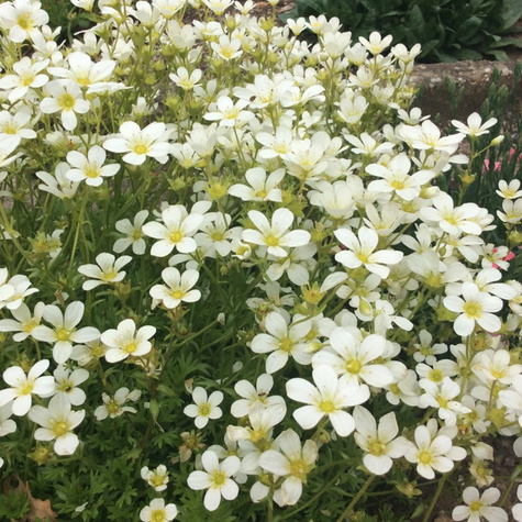 Skalnica Andersa biała (C2)