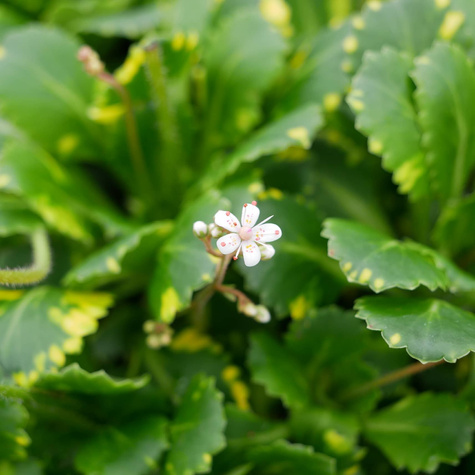 Skalnica cienista Variegata