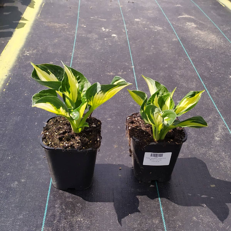 Funkia ogrodowa Colored Hulk (C2)