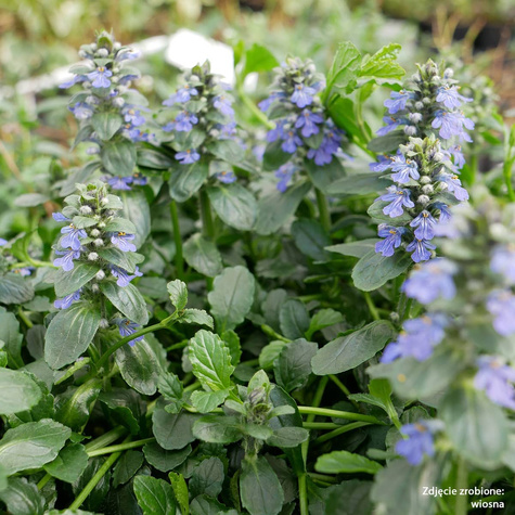 Dąbrówka rozłogowa (C2)