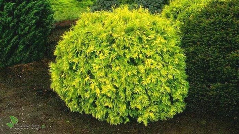 Thuja Tuja Żywotnik zachodni Golden Globe (C2)
