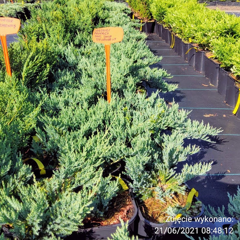 Jałowiec płożący Blue Chip dywanowy (P9)