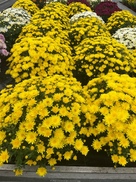 Chryzantema drobnokwiatowa cytrynowa DUŻA DONICA