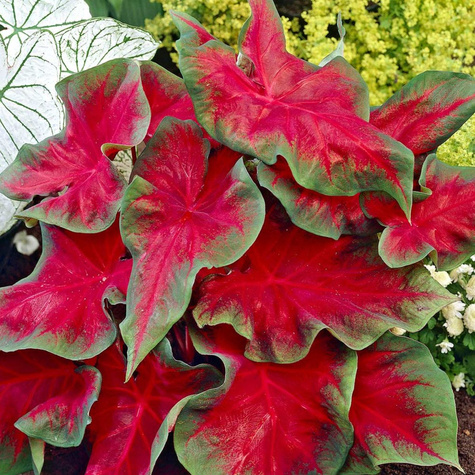 Kaladium Frieda Hemple